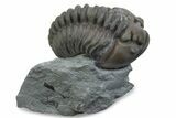 Long Curled Flexicalymene Trilobite - Mt Orab, Ohio #375285-1